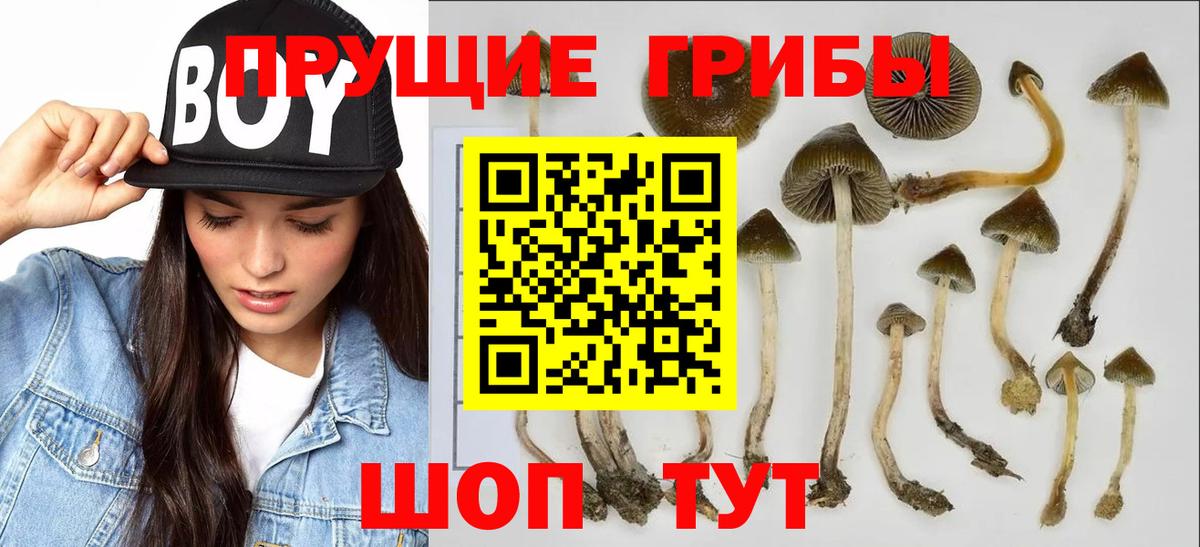 Псилоцибиновые грибы Psilocybine cubensis Каменск-Уральский